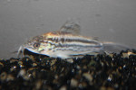 Corydoras Elegans